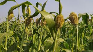 Bukan Impor, Tanaman Asli RI Ini Bisa Jadi Penyelamat dari Krisis BBM!